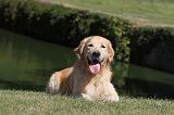 GOLDEN RETRIEVER 107